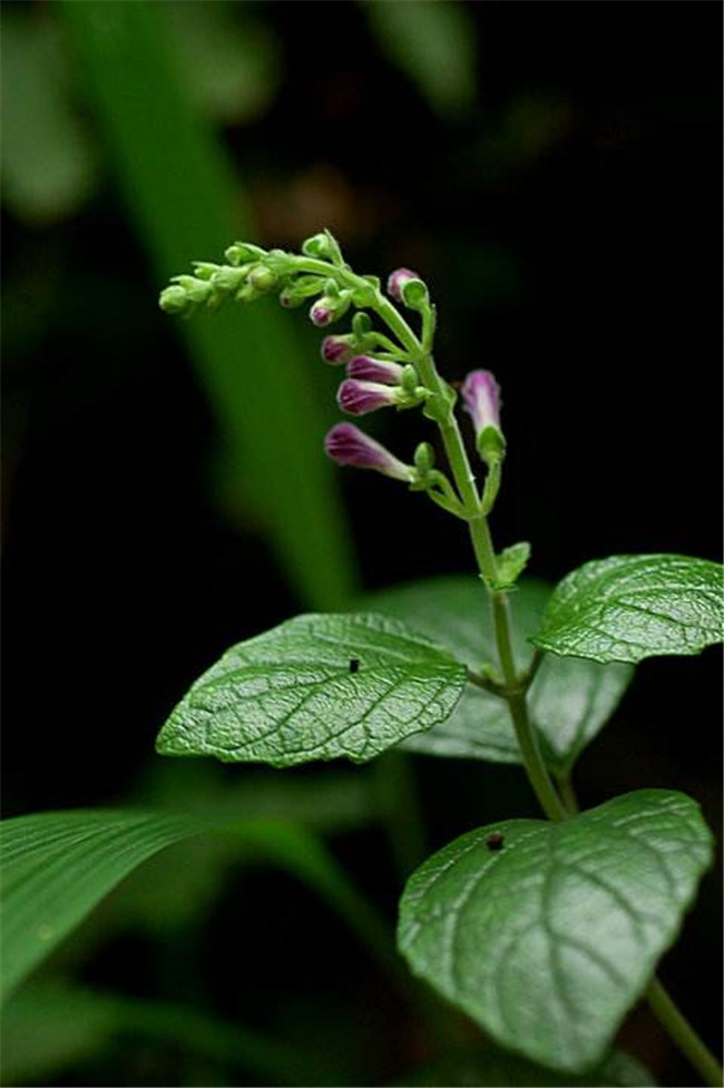 条山黄芩1(1).jpg