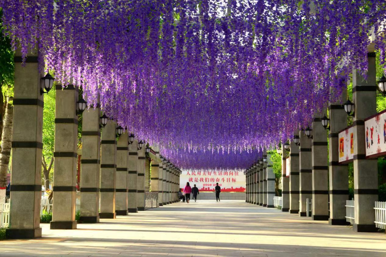 有一种浪漫叫穿越“紫藤长廊”_植物园